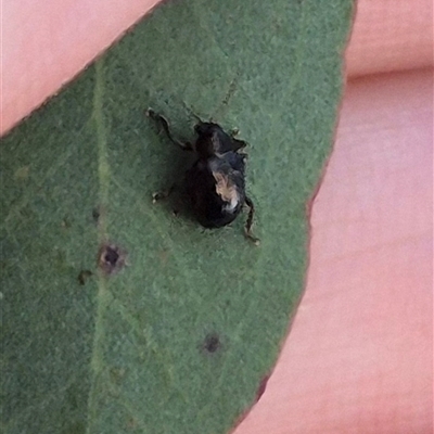 Unidentified Leaf beetle (Chrysomelidae) at Bungendore, NSW - 4 Dec 2024 by clarehoneydove