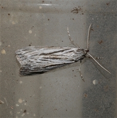 Ciampa arietaria (Brown Pasture Looper Moth) at Freshwater Creek, VIC - 16 Apr 2020 by WendyEM