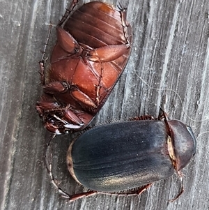 Unidentified Cockroach (Blattodea, several families) at Gundaroo, NSW by Gunyijan