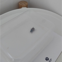 Sericesthis geminata (Pruinose scarab) at Crestwood, NSW - 2 Dec 2024 by hyperchlorinated