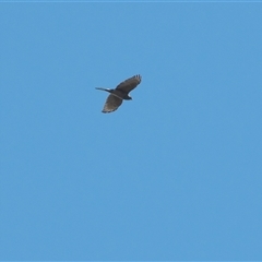 Unidentified Bird of prey at Acton, ACT - 31 Mar 2021 by Untidy