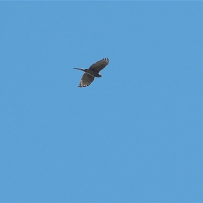 Tachyspiza fasciata (Brown Goshawk) at Acton, ACT - 31 Mar 2021 by Untidy