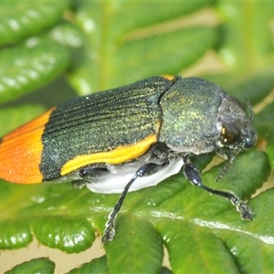 Castiarina kerremansi at Uriarra Village, ACT - 6 Dec 2024 09:04 AM