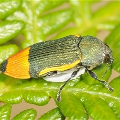 Castiarina kerremansi at Uriarra Village, ACT - 6 Dec 2024 09:04 AM