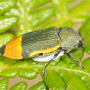 Castiarina kerremansi at Uriarra Village, ACT - 6 Dec 2024 09:04 AM