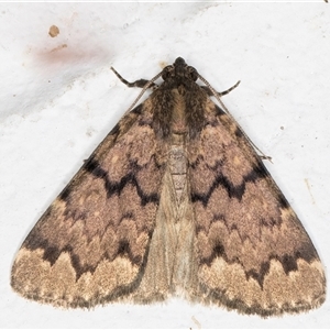 Mormoscopa phricozona (A Herminiid Moth) at Melba, ACT by kasiaaus