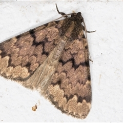 Mormoscopa phricozona at Melba, ACT - 4 Dec 2024 10:17 PM