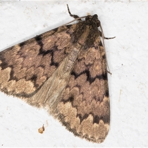 Mormoscopa phricozona at Melba, ACT - 4 Dec 2024 10:17 PM