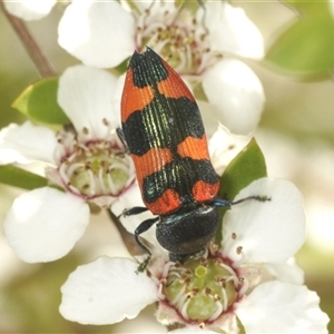 Castiarina kershawi at Uriarra Village, ACT - 6 Dec 2024 08:16 AM