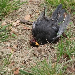 Turdus merula (Eurasian Blackbird) at Higgins, ACT - 20 Mar 2021 by Untidy