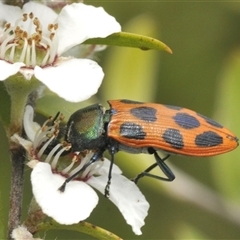 Castiarina octomaculata (A jewel beetle) at Uriarra Village, ACT - 6 Dec 2024 by Harrisi