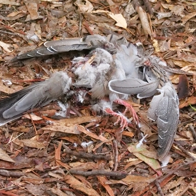 Ocyphaps lophotes (Crested Pigeon) at Higgins, ACT - 20 Mar 2021 by Untidy