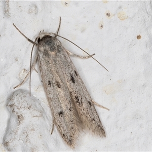 Oecophoridae provisional species 2 at Melba, ACT by kasiaaus