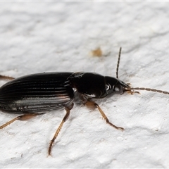 Harpalini (tribe) at Melba, ACT - 4 Dec 2024 10:23 PM