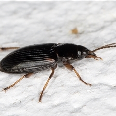 Harpalini (tribe) at Melba, ACT - 4 Dec 2024 10:23 PM