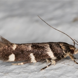 Macrobathra ceraunobola at Melba, ACT - 4 Dec 2024 10:27 PM