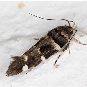 Macrobathra ceraunobola at Melba, ACT - 4 Dec 2024 10:27 PM