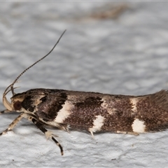 Macrobathra ceraunobola at Melba, ACT - 4 Dec 2024 10:27 PM