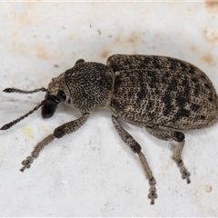 Rhinaria sp. (genus) (Unidentified Rhinaria weevil) at Melba, ACT - 5 Dec 2024 by kasiaaus