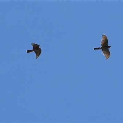 Tachyspiza cirrocephala (Collared Sparrowhawk) at Higgins, ACT - 3 Mar 2021 by Untidy