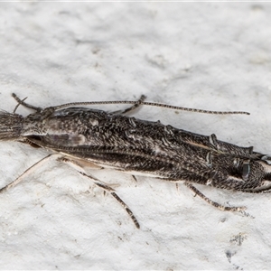 Leptozestis and Trachydora (genera) at Melba, ACT - 5 Dec 2024 10:37 PM