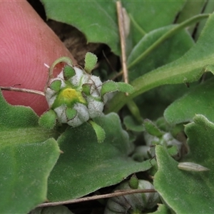 Cymbonotus sp. (preissianus or lawsonianus) at Dry Plain, NSW - 29 Dec 2023