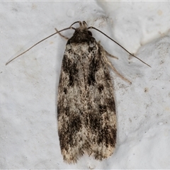 Barea confusella (A Concealer moth) at Melba, ACT - 5 Dec 2024 by kasiaaus