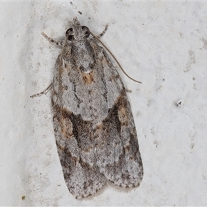 Acropolitis rudisana (Family Tortricinae) at Melba, ACT by kasiaaus