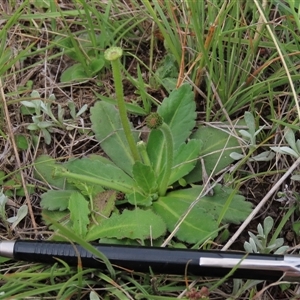 Solenogyne gunnii at Dry Plain, NSW - 29 Dec 2023 04:12 PM