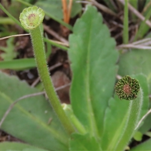 Solenogyne gunnii at Dry Plain, NSW - 29 Dec 2023 04:12 PM