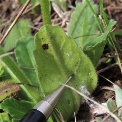 Solenogyne gunnii at Dry Plain, NSW - 29 Dec 2023 04:12 PM