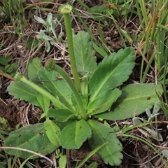 Solenogyne gunnii at Dry Plain, NSW - 29 Dec 2023 04:12 PM