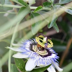 Passiflora caerulea (Blue Passionflower) at Higgins, ACT - 30 Jan 2021 by Untidy