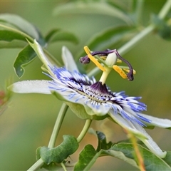 Passiflora caerulea at Higgins, ACT - 30 Jan 2021 07:50 PM