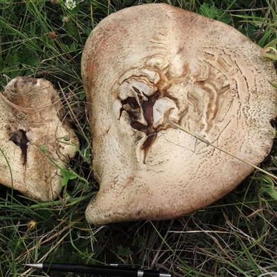 Agaricus sp. (Agaricus) at Dry Plain, NSW - 29 Dec 2023 by AndyRoo