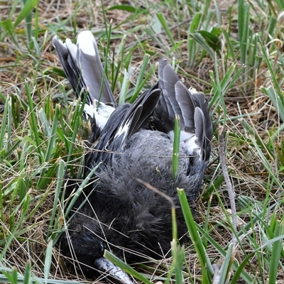 Strepera graculina (Pied Currawong) at Higgins, ACT - 27 Jan 2021 by Untidy