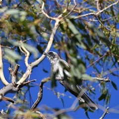 Coracina novaehollandiae at Higgins, ACT - 18 Jan 2021 by Untidy