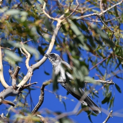 Coracina novaehollandiae (Black-faced Cuckooshrike) at Higgins, ACT - 18 Jan 2021 by Untidy