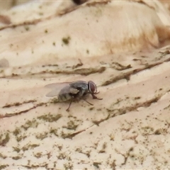 Unverified Other true fly at Dry Plain, NSW - 29 Dec 2023 by AndyRoo