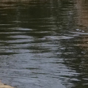 Hydromys chrysogaster (Rakali or Water Rat) at Parkes, ACT by Untidy