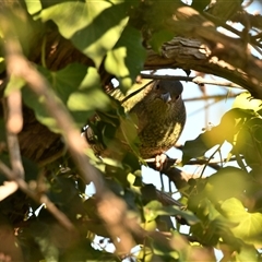 Ptilonorhynchus violaceus (Satin Bowerbird) at Higgins, ACT - 21 Jul 2020 by Untidy