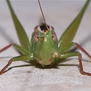 Conocephalus semivittatus (Meadow katydid) at Parkes, ACT by TimL