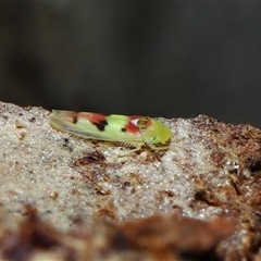 Kahaono wallacei (Leafhopper) at Parkes, ACT - 7 Dec 2024 by TimL