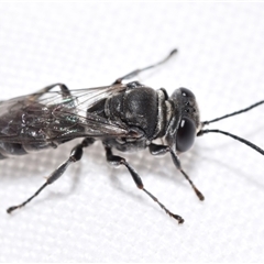 Pison sp. (genus) at Jerrabomberra, NSW - suppressed