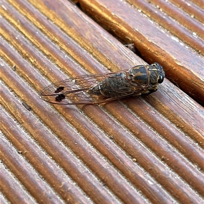 Galanga labeculata (Double-spotted cicada) at Kambah, ACT - 8 Dec 2024 by LineMarie