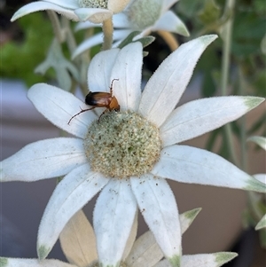 Phyllotocus macleayi (Nectar scarab) at Kambah, ACT by LinePerrins