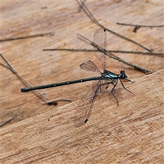 Austroargiolestes icteromelas (Common Flatwing) at Braidwood, NSW - 7 Dec 2024 by MatthewFrawley