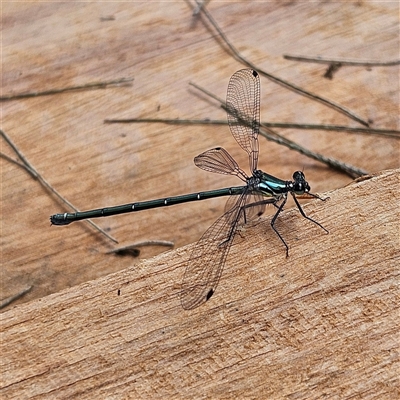 Unidentified Damselfly (Zygoptera) at Braidwood, NSW - 7 Dec 2024 by MatthewFrawley