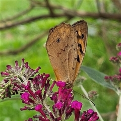 Heteronympha merope (Common Brown Butterfly) at Braidwood, NSW - 7 Dec 2024 by MatthewFrawley