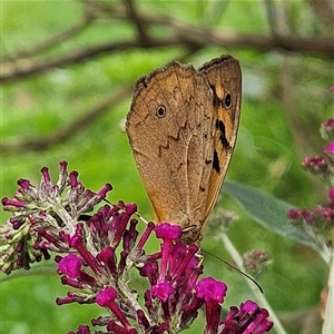 Heteronympha merope at Braidwood, NSW - 7 Dec 2024 05:31 PM